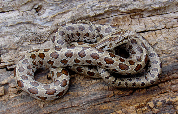 dbscalli